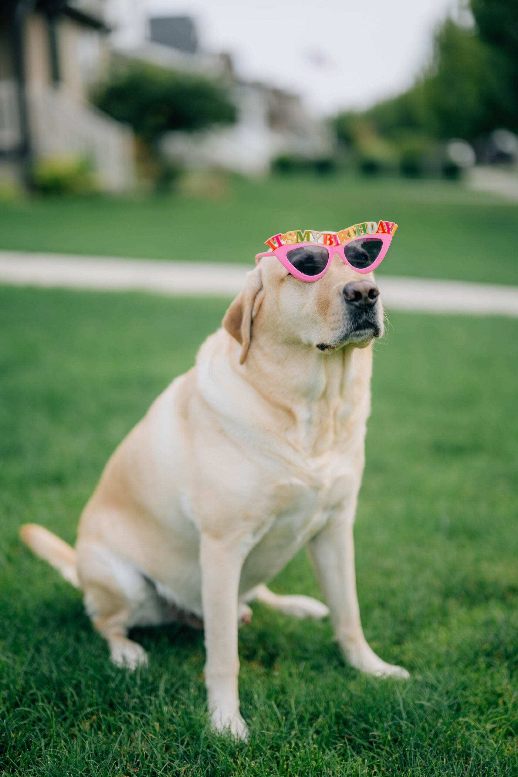 Summer recap image of a golden lab